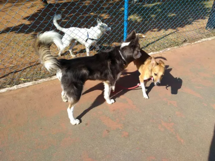 Cachorro ra a Srd idade 2 anos nome Simba