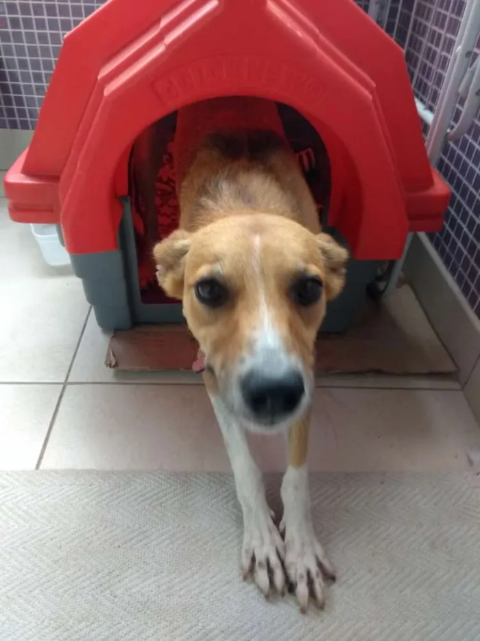 Cachorro ra a Srd idade 2 anos nome Simba