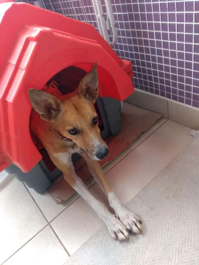 Cachorro ra a Srd idade 2 anos nome Simba