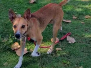 Cachorro raça Srd idade 2 anos nome Simba