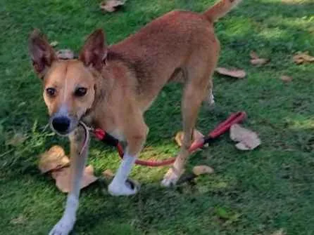 Cachorro ra a Srd idade 2 anos nome Simba