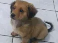 Barney 