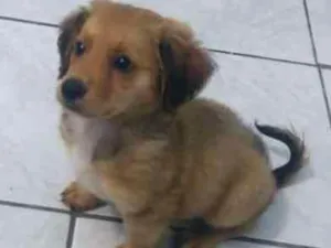 Cachorro raça Não sei  idade 2 a 6 meses nome Barney 