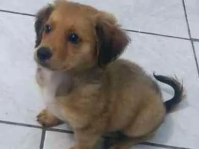 Cachorro ra a Não sei  idade 2 a 6 meses nome Barney 
