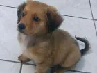 Cachorro raça Não sei  idade 2 a 6 meses nome Barney 