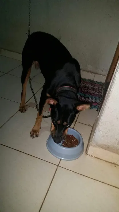 Cachorro ra a Dobermann idade 7 a 11 meses nome Minie
