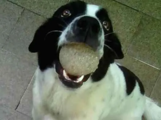 Cachorro ra a Mistura de dálmata  idade 2 anos nome Ayron