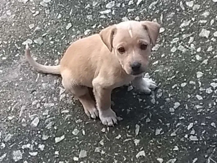 Cachorro raça SRD idade Abaixo de 2 meses nome Filhote