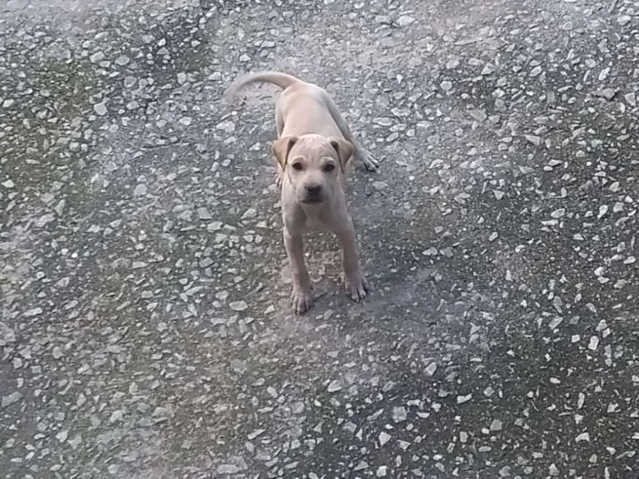 Cachorro raça SRD idade Abaixo de 2 meses nome Filhote