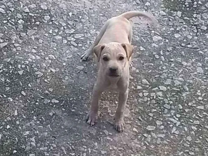 Cachorro raça SRD idade Abaixo de 2 meses nome Filhote