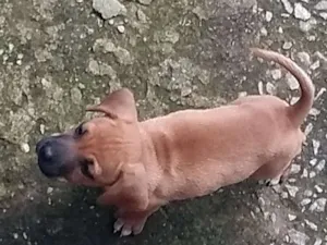 Cachorro raça SRD idade Abaixo de 2 meses nome Filhote