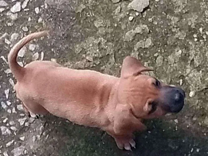 Cachorro raça SRD idade Abaixo de 2 meses nome Filhote