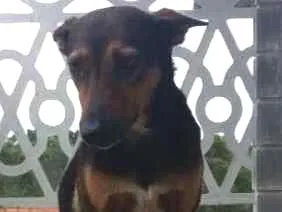 Cachorro raça Vira lata idade 6 ou mais anos nome Luna