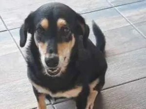 Cachorro raça SRD idade 5 anos nome Morena