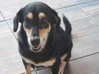 Cachorro ra a SRD idade 5 anos nome Morena