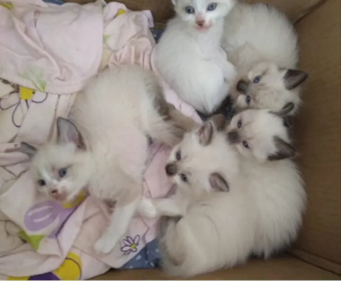 Gato ra a SRD  idade 2 a 6 meses nome Bibi e irmaos 