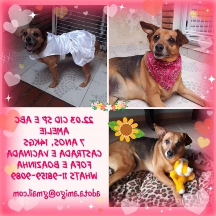 Cachorro ra a SRD idade 6 ou mais anos nome Amellie