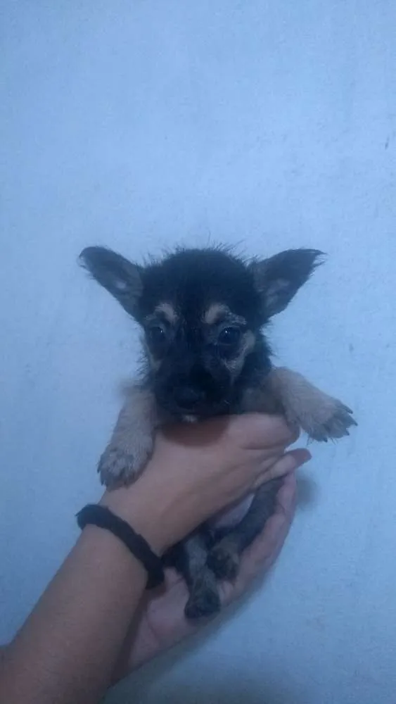 Cachorro ra a Sem raça definida idade Abaixo de 2 meses nome Filhotes