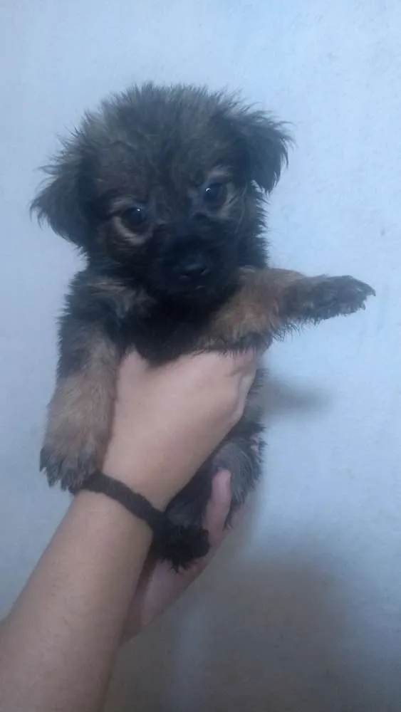 Cachorro ra a Sem raça definida idade Abaixo de 2 meses nome Filhotes