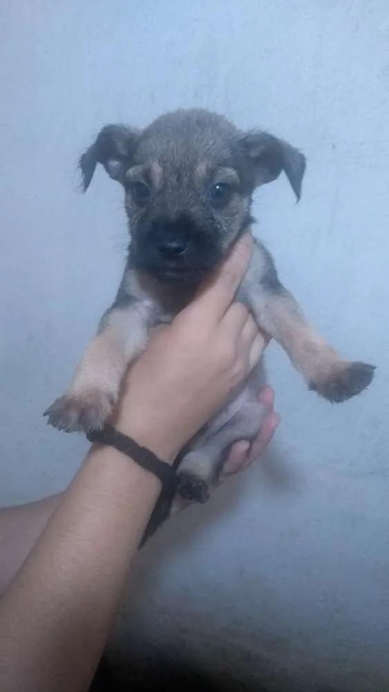 Cachorro ra a Sem raça definida idade Abaixo de 2 meses nome Filhotes