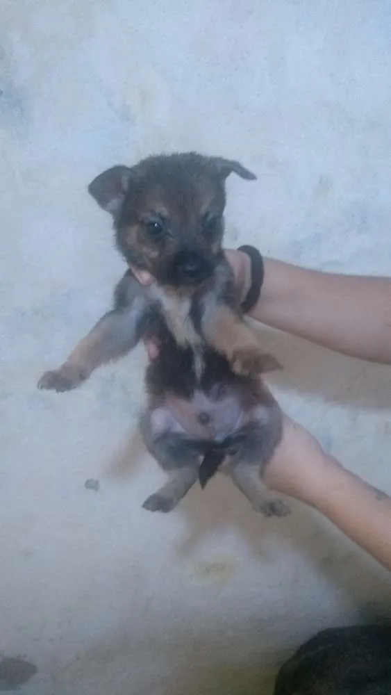 Cachorro ra a Sem raça definida idade Abaixo de 2 meses nome Filhotes