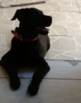 Pérola