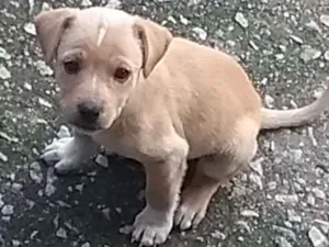 Cachorro raça SRD idade Abaixo de 2 meses nome Filhote