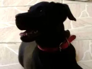 Cachorro raça Misto labrador idade 2 a 6 meses nome Pérola