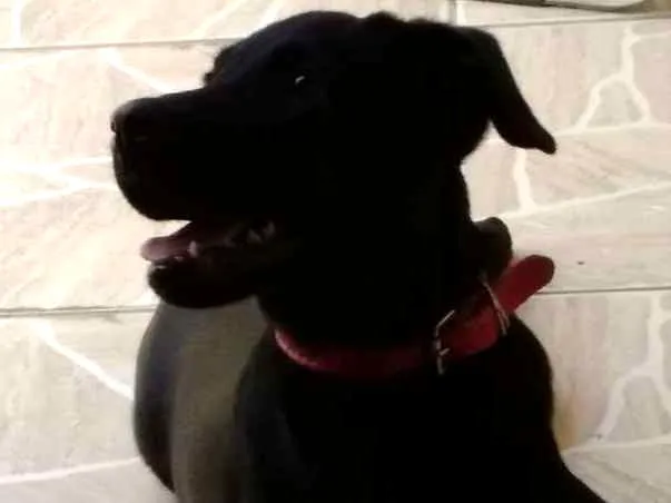 Cachorro ra a Misto labrador idade 2 a 6 meses nome Pérola