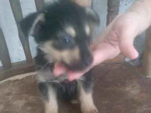 Cachorro raça Sem raça definida idade Abaixo de 2 meses nome Filhotes