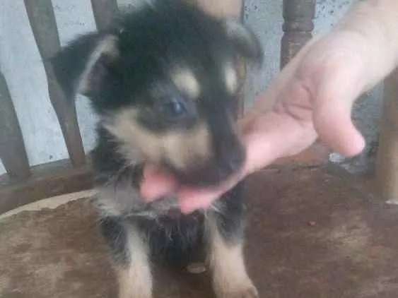 Cachorro ra a Sem raça definida idade Abaixo de 2 meses nome Filhotes