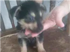 Cachorro raça Sem raça definida idade Abaixo de 2 meses nome Filhotes