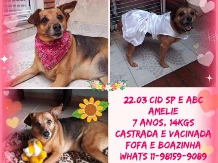 Cachorro ra a SRD idade 6 ou mais anos nome Amellie