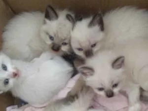 Gato raça SRD  idade 2 a 6 meses nome Bibi e irmaos 