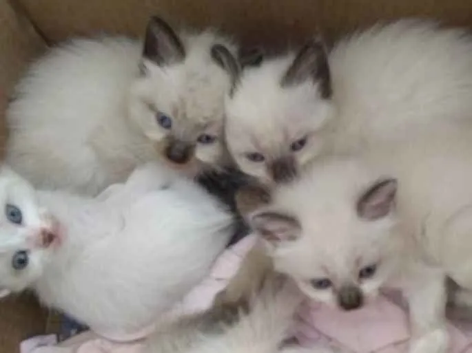 Gato ra a SRD  idade 2 a 6 meses nome Bibi e irmaos 