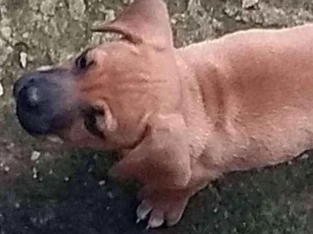 Cachorro raça SRD idade Abaixo de 2 meses nome Filhote