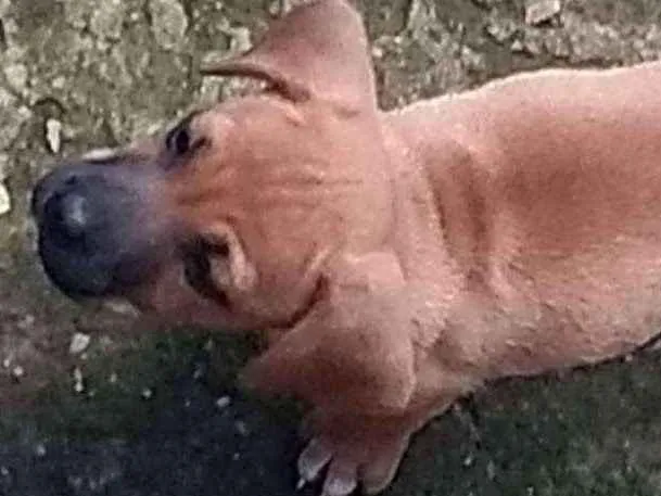 Cachorro raça SRD idade Abaixo de 2 meses nome Filhote