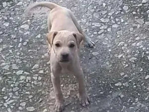 Cachorro raça SRD idade Abaixo de 2 meses nome Filhote