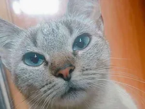 Gato raça  idade 2 a 6 meses nome Sem nome