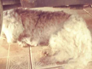 Cachorro raça Pudoou  idade 6 ou mais anos nome Fred e Maninho