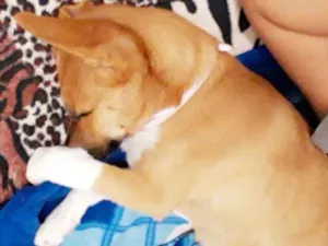 Cachorro raça Desconhecida  idade 2 a 6 meses nome Estou chamando de at