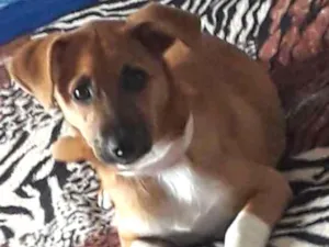Cachorro raça Desconhecida  idade 2 a 6 meses nome Estou chamando de at