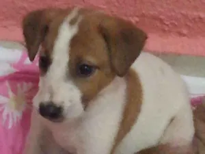 Cachorro raça Vira lata idade 7 a 11 meses nome Não sei