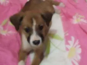 Cachorro raça Vira lata idade 7 a 11 meses nome Não sei