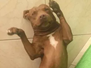Cachorro raça Pit-Bull idade 3 anos nome Barao