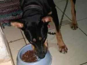 Cachorro raça Dobermann idade 7 a 11 meses nome Minie