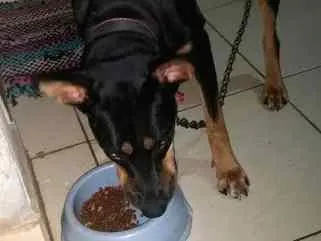 Cachorro ra a Dobermann idade 7 a 11 meses nome Minie
