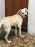 Menina