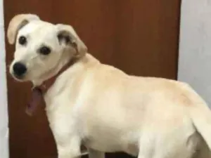 Cachorro raça SRD idade 2 a 6 meses nome Menina