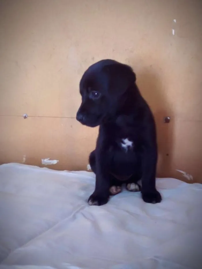 Cachorro ra a SRD idade Abaixo de 2 meses nome Madalena